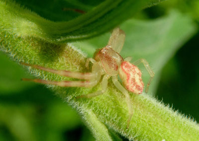 Mecaphesa asperata; Northern Crab Spider