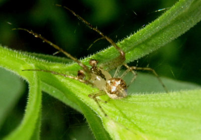 Mimetus Pirate Spider species