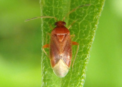 Miridae Plant Bug species