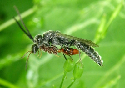Methocha Thynnid Wasp species pair