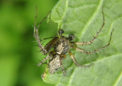 Oxyopes scalaris; Western Lynx Spider