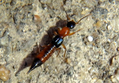 Paederus Rove Beetle species