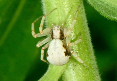 Philodromus marxi; Metallic Crab Spider; female