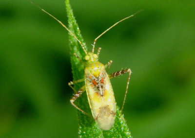 Phytocoris tibialis; Plant Bug species