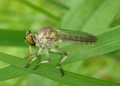 Ommatius Robber Fly species