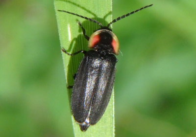 Pyropyga decipiens; Firefly species