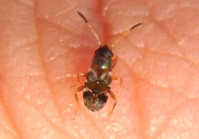 Rhyparochromidae Dirt-colored Seed Bug nymph species