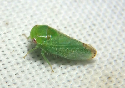 Penestragania apicalis; Leafhopper species