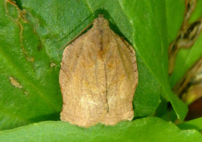 3658 - Archips purpurana; Tortricid Moth species
