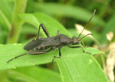 Alydus eurinus; Broad-headed Bug species