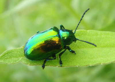 Chrysochus auratus; Dogbane Leaf Beetle