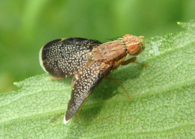 Eutreta noveboracensis; Fruit fly species; male