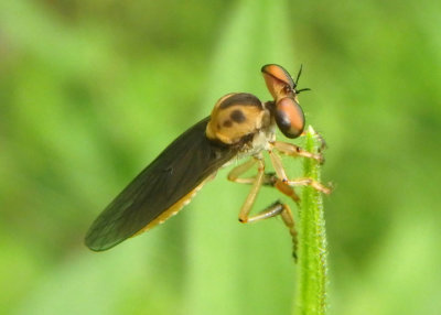 Holcocephala Robber Fly species