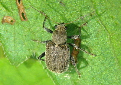 Fidia Leaf Beetle species