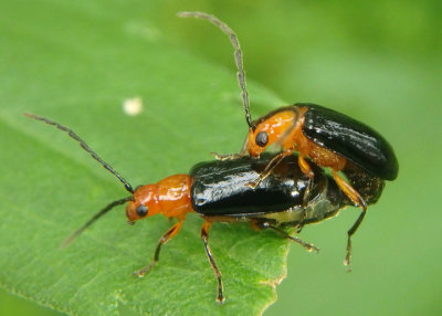 Phyllecthris dorsalis; Leaf Beetle species pair