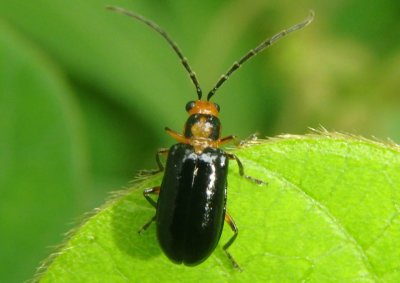 Phyllecthris gentilis; Leaf Beetle species