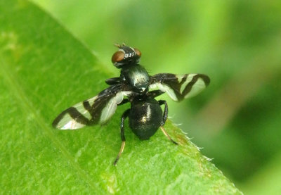 Rivellia conjuncta; Signal Fly species