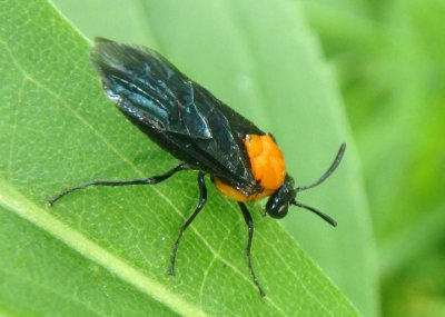 Tethida barda; Black-headed Ash Sawfly