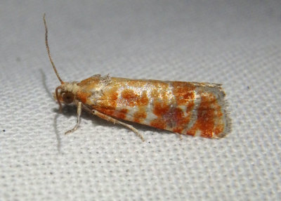 2867 - Rhyacionia buoliana; European Pine Shoot Moth; exotic