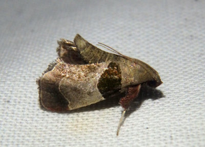 5556 - Tosale oviplagalis; Dimorphic Tosale Moth