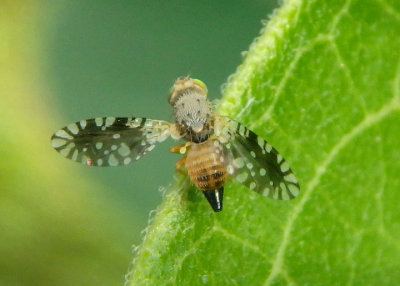 Euaresta bella; Fruit Fly species; female