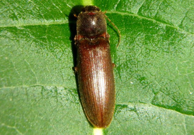 Hemicrepidius nemnonius; Click Beetle species