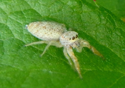 Hentzia mitrata; Jumping Spider species