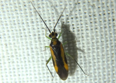 Orthotylus submarginatus; Plant Bug species