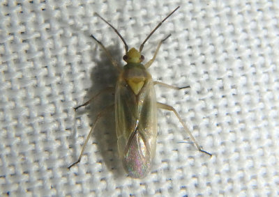 Lopus decolor; Plant Bug species