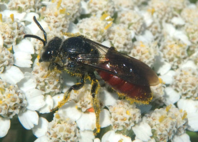 Sphecodes Sweat Bee species
