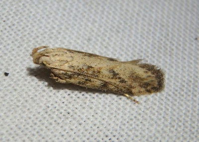2052 - Frumenta nundinella; Twirler Moth species