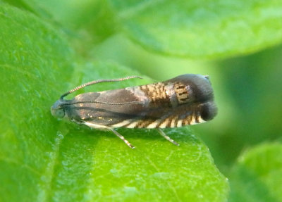 3430 - Grapholita angeleseana; Tortricid Moth species