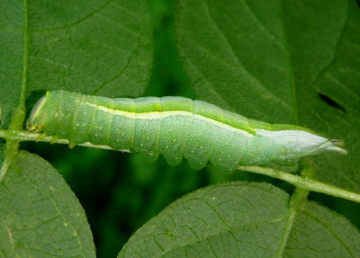 7994 - Heterocampa guttivitta; Saddled Prominent caterpillar