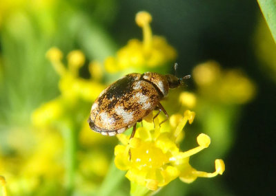 Anthrenus verbasci; Varied Carpet Beetle; exotic