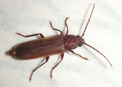 Arhopalus rusticus; Long-horned Beetle species