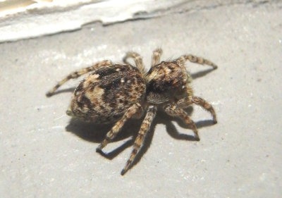 Attulus fasciger; Jumping Spider species; exotic