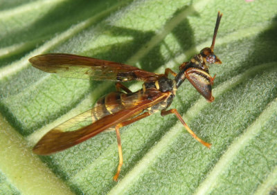 Climaciella brunnea; Brown Wasp Mantidfly