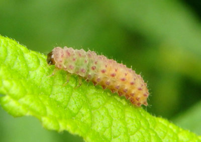 Disonycha Leaf Beetle species larva