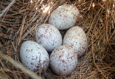 Eastern Meadowlark nest