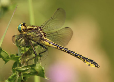 Gomphus fraternus; Midland Clubtail; female