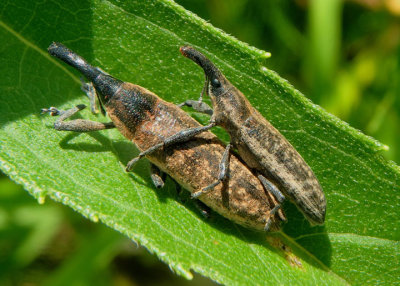 Lixus macer; Weevil species pair