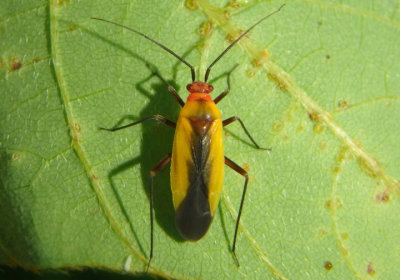 Lopidea Plant Bug species