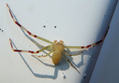 Misumessus oblongus; Crab Spider species; male