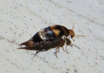 Mordellistena trifasciata; Tumbling Flower Beetle species