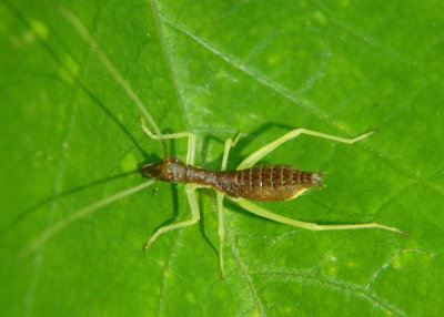 Neoxabea bipunctata; Two-spotted Tree Cricket nymph