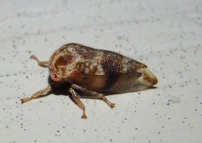 Ophiderma pubescens; Treehopper species