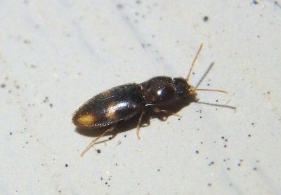 Paradonus obliquatulus; Click Beetle species