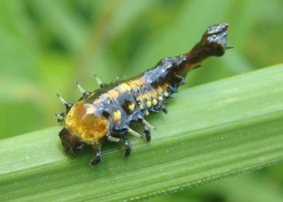 Physonota helianthi; Sunflower Tortoise Beetle larva