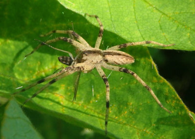 Pisaurina mira; Nursery Web Spider
