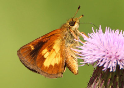 Poanes massasoit; Mulberry Wing